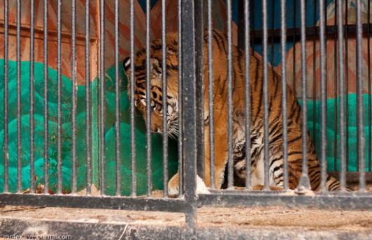 В Украине запретили передвижные зоопарки и другие издевательства над животными