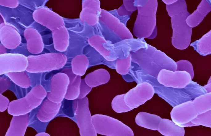 ВОЗ составила список опаснейших супербактерий