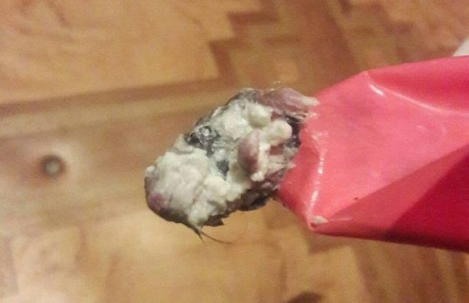 Тюменец нашел в пачке молока мёртвую крысу